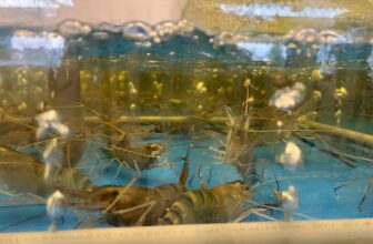 [🆕🇻🇳] Buffet ĐÀ LẠT Lẩu – Nướng Hải Sản 179 Chi Nhánh Quận 2 🍔 Top1Food  🍜
Cuối tuần thảnh thơi “đổi gió” với một bữa hải sản và lẩu nướng nào khách ơiiii!Quầy line đầy ắp các món ăn hải sản và thịt nướng BBQ bao tươi , shares-0✔️ , likes-1❤️️ , date-2025-02-21 19:00:02🇻🇳🇻🇳🇻🇳📰🆕