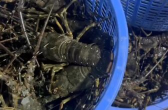 [🆕🇻🇳] Tôm Hùm Việt – Chuyên cung cấp sỉ tôm hùm cho các vựa, nhà hàng khách sạn 🍔 Top1Food  🍜 Hàng về mới mỗi ngày
Giá tận bè cho ace mình lấy sỉ sll
Chỉ 8⃣xx nhỏ xíu
Hàng có đều quanh năm ko lo đứt hàng
Gửi hàng toàn quốc. Cả nhà mình  , shares-0✔️ , likes-0❤️️ , date-2025-02-21 17:36:18🇻🇳🇻🇳🇻🇳📰🆕