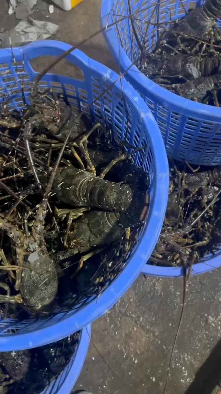 [🆕🇻🇳] Tôm Hùm Việt – Chuyên cung cấp sỉ tôm hùm cho các vựa, nhà hàng khách sạn 🍔 Top1Food  🍜 Hàng về mới mỗi ngày 
 Giá tận bè cho ace mình lấy sỉ sll
 Chỉ 8⃣xx nhỏ xíu
 Hàng có đều quanh năm ko lo đứt hàng 
 Gửi hàng toàn quốc. Cả nhà mình  , shares-0✔️ , likes-0❤️️ , date-2025-02-21 17:36:18🇻🇳🇻🇳🇻🇳📰🆕