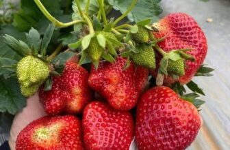 [🆕🇻🇳] Chio shop – Cửa hàng rau quả 🍔 Top1Food  🍜 Dâu Mộc Châu hôm nay em về số lượng lớn, giá siêu tốt cho khách mua set nhaDâu Vip 180k/kg (giá từ 3kg hoặc kèm món)
Dâu to 150k/kg (giá từ 3kg hoặc kèm  , shares-0✔️ , likes-1❤️️ , date-2025-02-26 20:31:13🇻🇳🇻🇳🇻🇳📰🆕