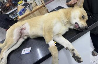 [🆕🇻🇳] Bệnh Viện Thú Y LAN PET Hà Nam 🐶🦜 Top1Pets 🐱🐠  , shares-0✔️ , likes-0❤️️ , date-🐶🐱🇻🇳🇻🇳🇻🇳📰🆕