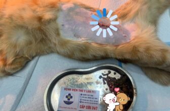 [🆕🇻🇳] Bệnh Viện Thú Y LAN PET Hà Nam 🐶🦜 Top1Pets 🐱🐠 \ud83e\udd2fB\u00c1O QU\u00c1 B\u00c1O\ud83e\udd2f\n\nB\u1ea1n MiMi \u0111\u01b0a \u0111\u1ebfn trong t\u00ecnh tr\u1ea1ng n\u00f4n nhi\u1ec1u, b\u1ecf \u0 , shares-0✔️ , likes-2❤️️ , date-2025-02-23 21:48:45🐶🐱🇻🇳🇻🇳🇻🇳📰🆕