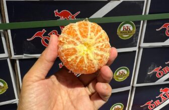 [🆕🇻🇳] Trái Cây Nhập Khẩu Đường Bay – Cửa hàng rau quả 🍔 Top1Food  🍜 Quýt tươi ngon lô mới ạ #400k/thùng 6kg khoản 42tráiQuýt ngọt thơm ngon lắm luôn #90k/kg…Đây là vị bên em ăn thử và miêu tả. Khuyến khích khách hà , shares-0✔️ , likes-2❤️️ , date-2025-02-26 17:40:36🇻🇳🇻🇳🇻🇳📰🆕