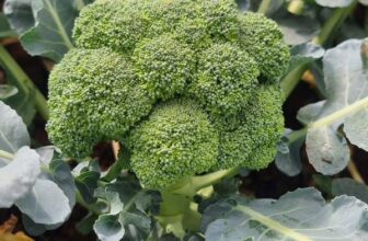 [🆕🇻🇳] Nhà AnAn – chuyên cung cấp rau củ quả hữu cơ, sạch, rõ nguồn gốc từ Đà Lạt 🍔 Top1Food  🍜  , shares-0✔️ , likes-0❤️️ , date-🇻🇳🇻🇳🇻🇳📰🆕