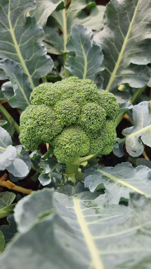 [🆕🇻🇳] Nhà AnAn – chuyên cung cấp rau củ quả hữu cơ, sạch, rõ nguồn gốc từ Đà Lạt 🍔 Top1Food  🍜  , shares-0✔️ , likes-0❤️️ , date-🇻🇳🇻🇳🇻🇳📰🆕