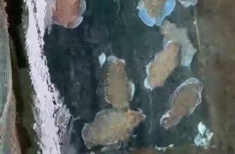 [🆕🇻🇳] TÔM HÙM KHÁNH HOÀ – Chuyên sỉ lẻ, tôm hùm sống, tôm hùm ngộp, tôm hùm cấp đông, số lượng lớn 🍔 Top1Food  🍜 Mực nang sống bơi     Giá tại bè.
Size 1-3kg    Giá 2xx
Lh 0366508943 , shares-0✔️ , likes-1❤️️ , date-2025-02-20 23:54:14🇻🇳🇻🇳🇻🇳📰🆕