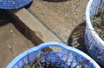 [🆕🇻🇳] Tôm Hùm Việt – Chuyên cung cấp sỉ tôm hùm cho các vựa, nhà hàng khách sạn 🍔 Top1Food  🍜 Vào mùa #TÔM_HÙM_SỐNG bà con ơi, có tiền chưa chốt thôi . Giá đã hạ rất nhiều rồi ạ
Sẵn đủ size mời sỉ cập nhật nha
Ghép xốp gửi tỉnh thoải mái ạ
Liên h , shares-0✔️ , likes-4❤️️ , date-2025-02-26 17:32:47🇻🇳🇻🇳🇻🇳📰🆕