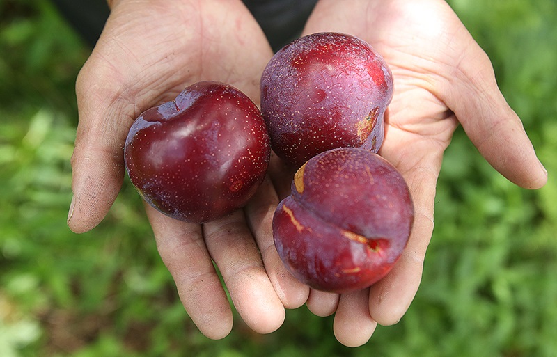 Món ăn vặt ngon ở Sapa. Món ăn vặt ở Sapa ngon nhất