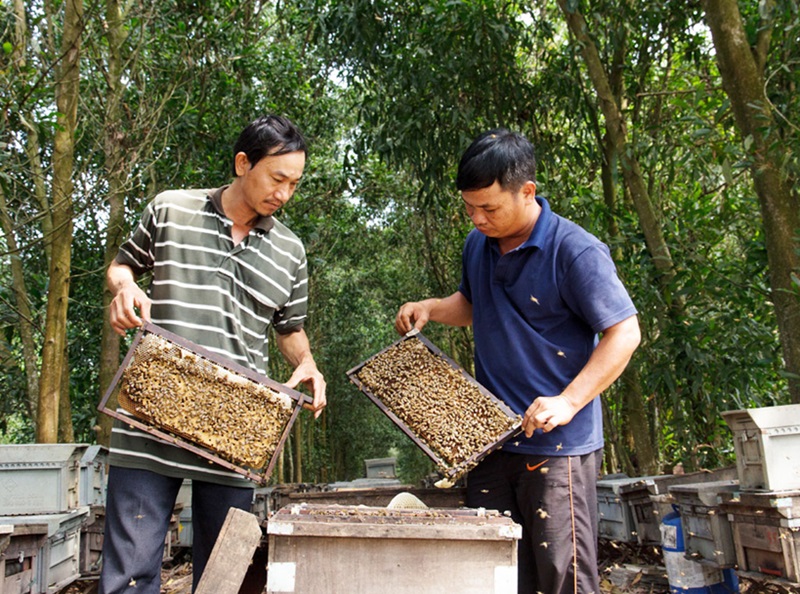 Du lịch Cát Bà mua gì làm quà? Mua gì ngon ở Cát Bà làm quà?