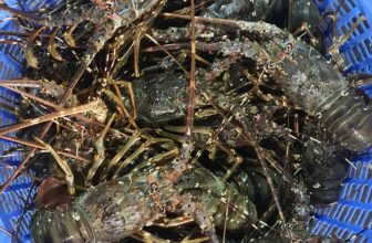 [🆕🇻🇳] Tôm Hùm Việt – Chuyên cung cấp sỉ tôm hùm cho các vựa, nhà hàng khách sạn 🍔 Top1Food  🍜 VÌ SAO KHÁCH HÀNG ƯA THÍCH TÔM HÙM XANH
Thịt tôm săn chắc, vỏ tôm mỏng, thịt đầy, ăn dai và ngọt, nhiều gạch rất nhiều chất dinh dưỡng, tốt cho sức khỏe, , shares-1✔️ , likes-3❤️️ , date-2025-03-21 17:17:14🇻🇳🇻🇳🇻🇳📰🆕