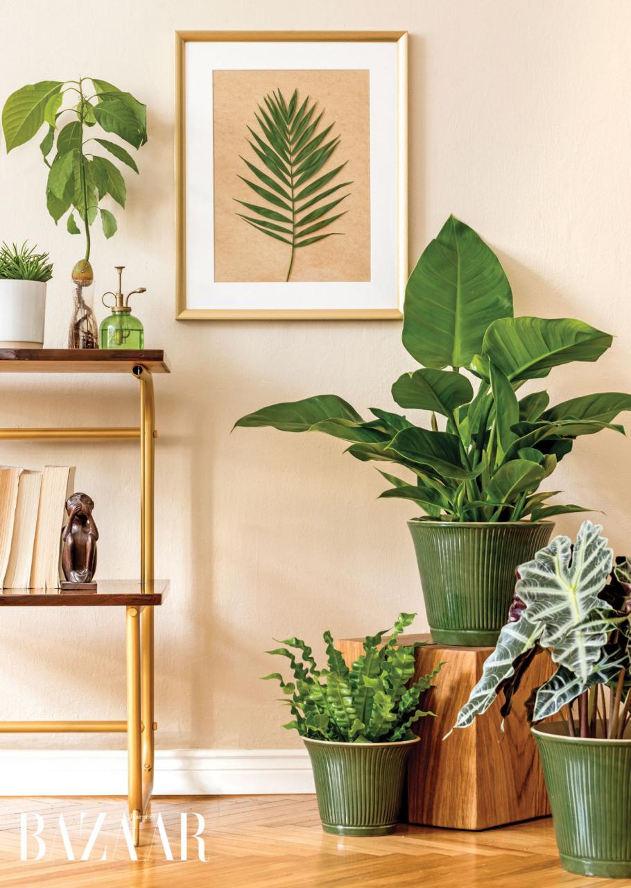 Cây xanh có tác dụng thanh lọc ô nhiễm không khí trong nhà, đồng thời cải thiện tâm lý gia chủ. Ảnh: Shutterstock