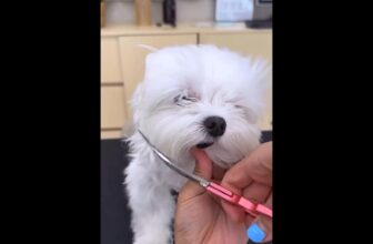 [🆕🇻🇳] FuU Pet – Spa & Hotel Thú Cưng  🐶🦜 Top1Pets 🐱🐠  , shares-0✔️ , likes-5❤️️ , date-2024-12-01 02:09:58🐶🐱🇻🇳🇻🇳🇻🇳📰🆕