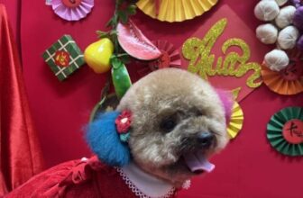 [🆕🇻🇳] KIKI PET 🐶🦜 Top1Pets 🐱🐠 Spa cắt tỉa làm đẹp chỉ #100k
Khách sạn chăm sóc các bé khi ba mẹ đi vắng chỉ #100K
Hãy cùng Kikipet trải nghiệm dịch vụ spa chuyên nghiệp với các thợ kinh , shares-1✔️ , likes-357❤️️ , date-2025-01-15 17:33:53🐶🐱🇻🇳🇻🇳🇻🇳📰🆕