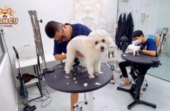 [🆕🇻🇳] Nancy Pet House – Spa Hotel & More 🐶🦜 Top1Pets 🐱🐠 Cắt lông và tắm táp sạch sẽ chuẩn bị sẵn sàng chờ Sen đón về đi trẩy hội thôi
#nancypethouse #nancyQ9 #NancyThuDuc #PetSpa #PetHotel #PetGrooming , shares-0✔️ , likes-2❤️️ , date-2025-02-18 22:00:00🐶🐱🇻🇳🇻🇳🇻🇳📰🆕