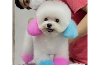 [🆕🇻🇳] SubaRot Petshop – Tiệm làm đẹp thú cưng Đà Nẵng 🐶🦜 Top1Pets 🐱🐠 𝐆𝐢𝐚̉𝐦 𝐧𝐠𝐚𝐲 𝟐𝟎% 𝐝𝐢̣𝐜𝐡 𝐯𝐮̣ 𝐭𝐚̆́𝐦 𝐯ệ 𝐬𝐢𝐧𝐡 𝐜𝐡𝐨 𝐜𝐚̉ 𝐛𝐨𝐬𝐬 𝐯𝐚̀ 𝐡𝐨𝐚̀𝐧𝐠 𝐭𝐡ư𝐨̛̣𝐧𝐠Áp dụng từ ngày 12/2/2025 đến hết 19/2/2025𝐁𝐨𝐬𝐬 𝐬𝐚̣𝐜𝐡 – 𝐒𝐞𝐧 𝐜𝐚̀𝐧𝐠 𝐦𝐮𝐨̂́𝐧 𝐨̂𝐦  , shares-1✔️ , likes-13❤️️ , date-2025-02-13 04:22:00🐶🐱🇻🇳🇻🇳🇻🇳📰🆕