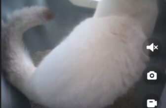 [🆕🇻🇳] Catlink Vietnam – Vật phẩm dành cho thú cưng 🐶🦜 Top1Pets 🐱🐠 Catlink Pro ULTRA mới, có thể phân biệt mèo bằng camera AI và phân tích sức khoẻ mèo, cảnh báo khi mèo có dấu hiệu bất thường.
App sẽ ghi lại hình ảnh để  , shares-0✔️ , likes-2❤️️ , date-2025-02-22 02:00:27🐶🐱🇻🇳🇻🇳🇻🇳📰🆕