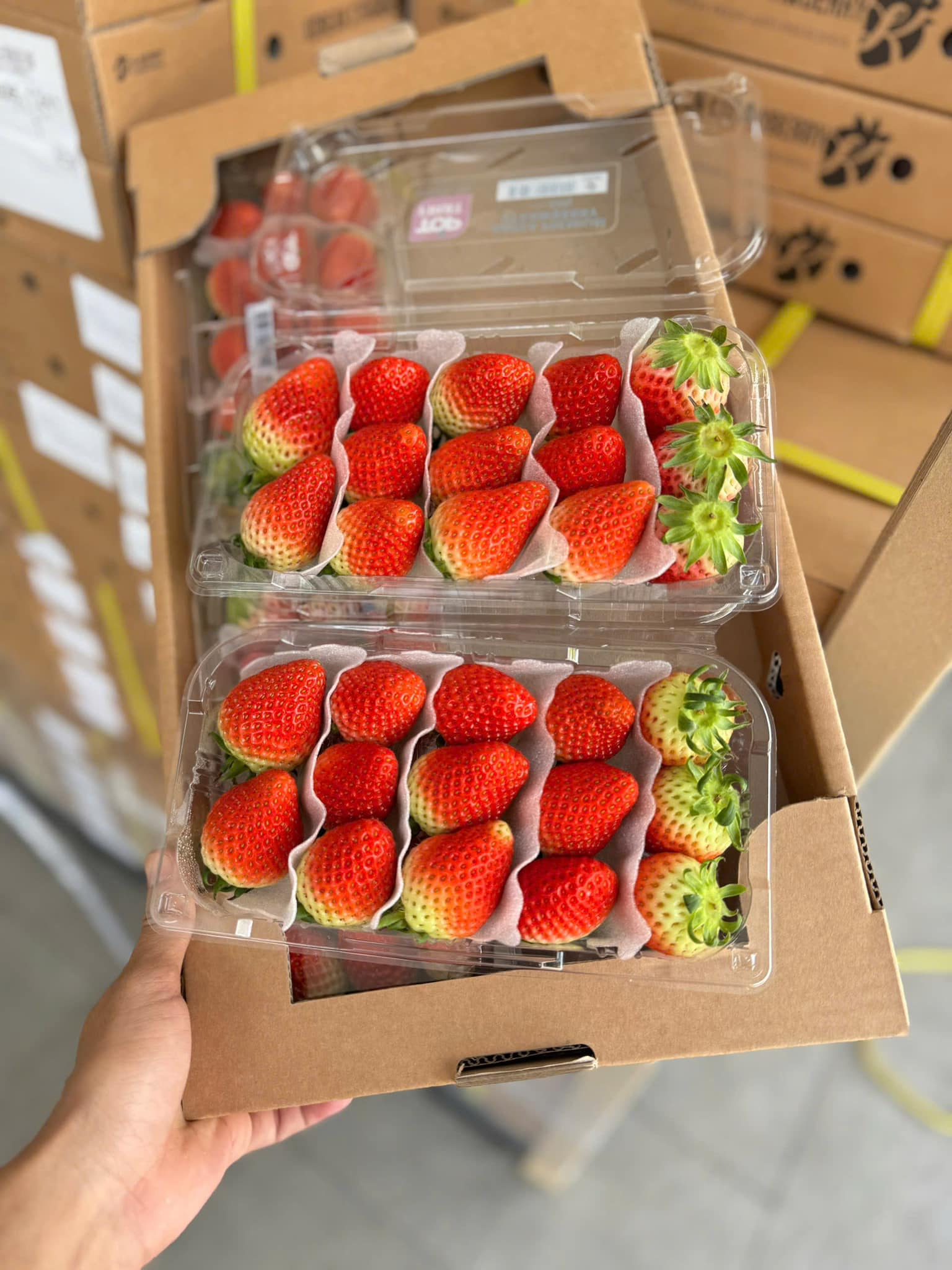 [🆕🇻🇳] Green World Fruit – Thế giới trái cây sạch 🍔 Top1Food  🍜 DÂU HÀN NHÀ EM VỀ LIÊN TỤC – DÂU VỀ CÒN HÔNG ĐỦ BÁN LUÔN NÊN LÚC NÀO CŨNG LÀ HÀNG MỚI TƯƠI RÓI CỨNG TRÁI  
GIÁ CHỈ #279K/ hộp 330gr

– Size Vip quả to, vị  , shares-0✔️ , likes-1❤️️ , date-2025-03-15 19:47:11🇻🇳🇻🇳🇻🇳📰🆕