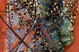 [🆕🇻🇳] TÔM HÙM KHÁNH HOÀ – Chuyên sỉ lẻ, tôm hùm sống, tôm hùm ngộp, tôm hùm cấp đông, số lượng lớn 🍔 Top1Food  🍜 : Tôm_Hùm_Khánh_Hoà_Tí_Đông
:Chuyên Cung Cấp Sỉ Lẻ  Tôm Hùm
Nhà Hàng,  Tiệc Cưới. Buffe. Vựa Hải Sản
: XNK. Thái Lan, Cam, Trung,  và nội ĐịaTôm Hùm , shares-0✔️ , likes-6❤️️ , date-2025-03-20 14:24:03🇻🇳🇻🇳🇻🇳📰🆕