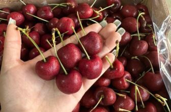 [🆕🇻🇳] Hoa Quả 4Mùa – Cửa hàng rau quả 🍔 Top1Food  🍜  #CHERRY CHILE CAO CẤP – GIÒN NGỌT – QUÀ TẶNG SANG CHẢNHCHERRY CHILE GIỐNG Quilin là giống cherry thượng hạng của Chile, nổi tiếng to tròn, màu đỏ , shares-0✔️ , likes-0❤️️ , date-2025-03-03 02:45:09🇻🇳🇻🇳🇻🇳📰🆕