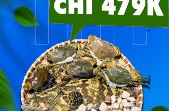 [🆕🇻🇳] Titi Seamarket – Cửa hàng hải sản tiện lợi ngon sạch 🍔 Top1Food  🍜 Combo siêu hot tại
Liên hệ tư vấn:
, shares-0✔️ , likes-4❤️️ , date-2025-03-03 05:29:01🇻🇳🇻🇳🇻🇳📰🆕