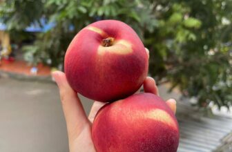 [🆕🇻🇳] Hoa Quả 4Mùa – Cửa hàng rau quả 🍔 Top1Food  🍜 #Traicay nhà e hôm nay sẵn nhiều mã cho cả nhà ạNho nhanh úc giòn ngọt #189k/kg
Nho đỏ Úc ngọt lịm #169k/kg
Kim quất đài loan #79k/hộp
Xuân đào chile  , shares-0✔️ , likes-0❤️️ , date-2025-03-06 17:03:36🇻🇳🇻🇳🇻🇳📰🆕