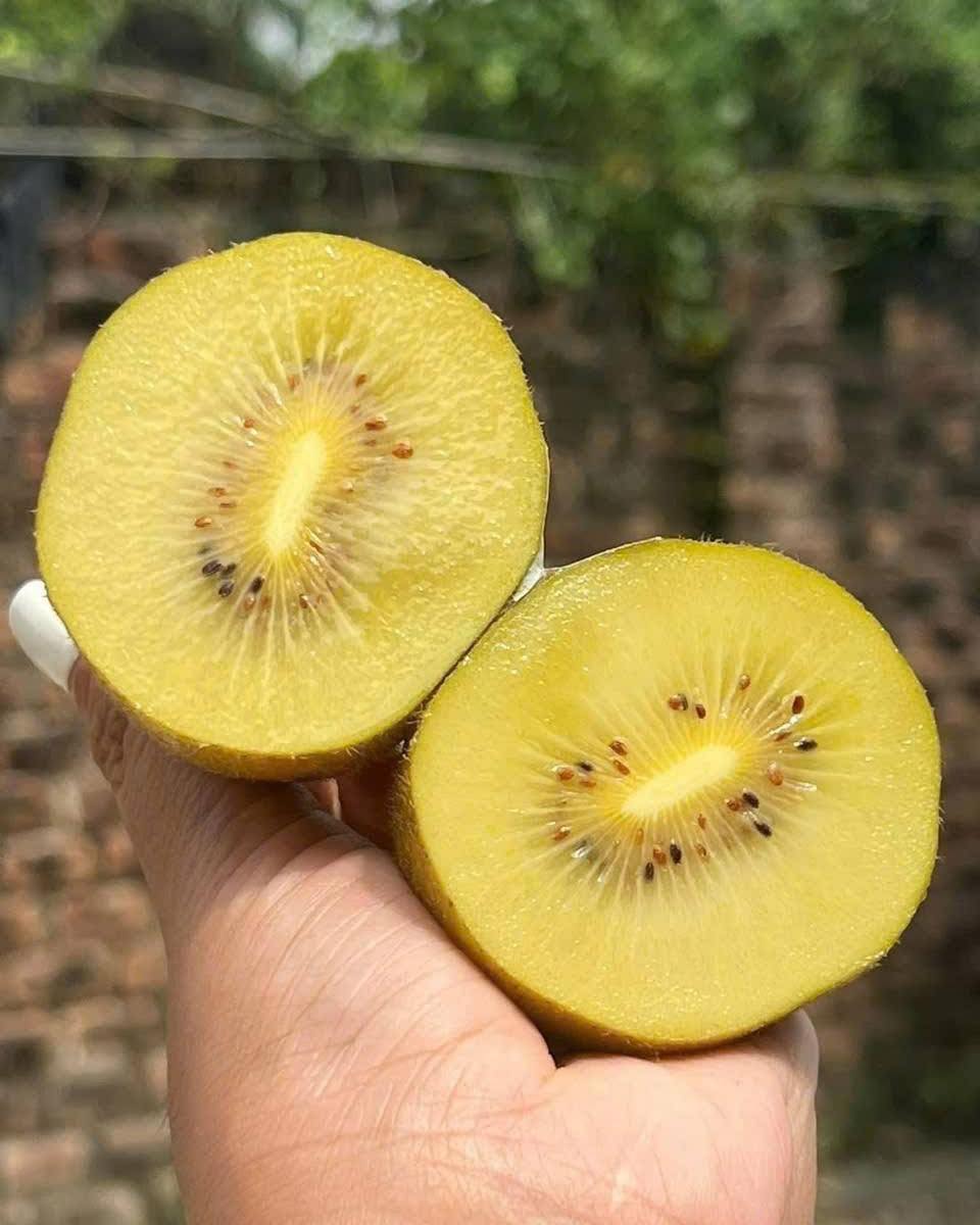 [🆕🇻🇳] Thực phẩm Hà nội Việt Thắng – Trung tâm phân phối thực phẩm đặc sản Miền bắc 🍔 Top1Food  🍜 Mert táncolni nagyon jóóó.. , shares-0✔️ , likes-3❤️️ , date-2023-07-14 03:26:56🇻🇳🇻🇳🇻🇳📰🆕