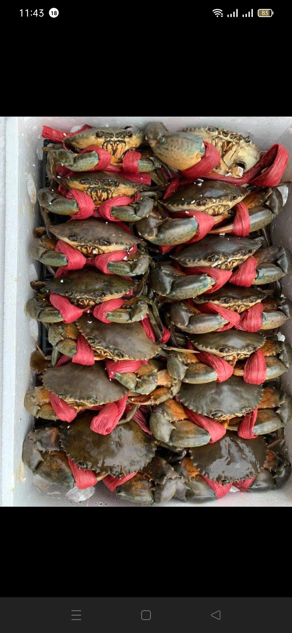 [🆕🇻🇳] Cua Cà Mau _ Ngon _ Chắc Thịt 🍔 Top1Food  🍜 Hôm nay shop có đủ các loại . 
Thương mời cả nhà 
  0918844511
  747 lo gốm p9 q6
 , shares-0✔️ , likes-3❤️️ , date-2025-03-06 16:03:24🇻🇳🇻🇳🇻🇳📰🆕