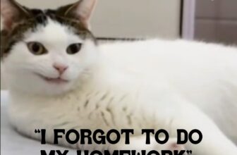 [🆕🇻🇳] Tiếng Anh Ms. My 📚 Top1Learn 📕 Khi nghe các em “ní do, ní do” quá 180 phút————————————
Số 297 Bạch Mai – Hai Bà Trưng – Hà Nội
037.610.1992
englishmsmy2020@ , shares-1✔️ , likes-7❤️️ , date-2025-03-07 15:00:09🇻🇳🇻🇳🇻🇳📰🆕