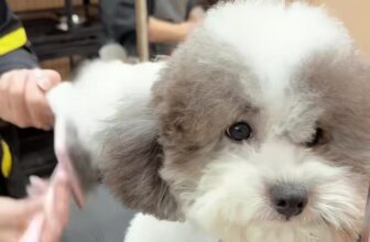 [🆕🇻🇳] Tran pet – Dịch vụ thú cưng 🐶🦜 Top1Pets 🐱🐠  , shares-10✔️ , likes-150❤️️ , date-2025-02-26 21:29:23🐶🐱🇻🇳🇻🇳🇻🇳📰🆕