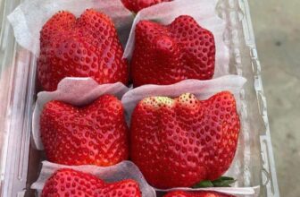 [🆕🇻🇳] Thảo Nhi Fruits – Chuyên cung cấp các loại thực phẩm sạch an toàn cho sức khoẻ 🍔 Top1Food  🍜 DÂU TÂY HANA MỘC CHÂU
TẠI SÀI GÒNEm có sẵn đủ SizeSiêu vip:#260k/kg 2 hộp
(10-12 quả/hộp 500g)VIP: #200k/kg 2 hộp
(14-15 quả/hộp 500g) , shares-0✔️ , likes-6❤️️ , date-2025-03-09 19:34:10🇻🇳🇻🇳🇻🇳📰🆕