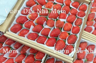 [🆕🇻🇳] Vườn Dâu Nhà Mớm – Based in Saigon 🍔 Top1Food  🍜 Dâu ngập nhà ngập lối điLễ mọi người dập e quá ạ. Nhưng mà e thích nha. E trả đơn dần nhé
, shares-0✔️ , likes-0❤️️ , date-2025-03-07 13:59:00🇻🇳🇻🇳🇻🇳📰🆕