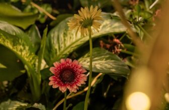 [🆕🇻🇳] ASHIMA MUSHROOM HOTPOT là chuỗi nhà hàng LẨU NẤM THIÊN NHIÊN 🍔 Top1Food 🍜 [HN] Thanh tịnh vị giác – Tròn đầy an nhiênRằm tháng Ba đang đến gần, một bữa ăn thanh lành không chỉ là lựa chọn tinh tế mà còn là cách để cân bằng cơ t , shares-1✔️ , likes-6❤️️ , date-2025-03-12 01:45:35🇻🇳🇻🇳🇻🇳📰🆕