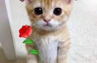 [🆕🇻🇳] Phòng khám thú y AMI PET Tân An 🐶🦜 Top1Pets 🐱🐠 Các bạn là một mảnh ghép không thể thiếu của chúng tôi. Nhân ngày Quốc tế Phụ Nữ 8/3. Chúng tôi xin kính chúc các bạn luôn vui vẻ, mạnh khoẻ và hạnh phúc.
, shares-0✔️ , likes-2❤️️ , date-2025-03-08 20:45:07🐶🐱🇻🇳🇻🇳🇻🇳📰🆕