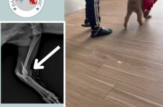 [🆕🇻🇳] Phòng Khám Thú Y 24H Đà Nẵng My Pet Clinic 🐶🦜 Top1Pets 🐱🐠 PHẪU THUẬT THÀNH CÔNG CHO BÉ CÚN TỪ QUẢNG NAMCon ham chơi nô đùa bị bé cún lớn 20kg cắn gãy đầu xương, dự là 1 ca phẫu sẽ rất khó và cần theo dõi lâu  , shares-0✔️ , likes-52❤️️ , date-2025-03-01 16:28:25🐶🐱🇻🇳🇻🇳🇻🇳📰🆕