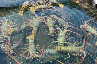 [🆕🇻🇳] Tôm Hùm Việt – Chuyên cung cấp sỉ tôm hùm cho các vựa, nhà hàng khách sạn 🍔 Top1Food  🍜 KỸ THUẬT TRỮ HỒ TÔM HÙM ĐÚNG CÁCH
Để đảm bảo tôm luôn sống khỏe mạnh, bạn cần chú ý các yếu tố sau:Môi trường nuôi trữ: Chọn bể hoặc hồ có hệ thống lọc  , shares-1✔️ , likes-3❤️️ , date-2025-03-10 16:29:12🇻🇳🇻🇳🇻🇳📰🆕