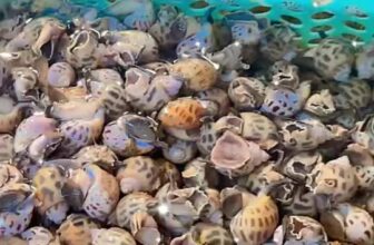 [🆕🇻🇳] Buffet KingHouse Seafood Cần Thơ 🍔 Top1Food  🍜 Lên lịch hẹn đến Kinghouse hôm nay nhé khách Bạch tuộc sống, tôm sú sống , shares-0✔️ , likes-13❤️️ , date-2025-03-06 23:13:23🇻🇳🇻🇳🇻🇳📰🆕