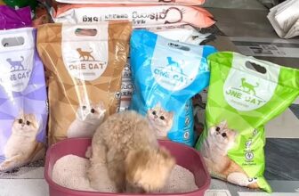 [🆕🇻🇳] Tổng Kho Sỉ Cát Vệ Sinh Qbest Cat và Natural Would 🐶🦜 Top1Pets 🐱🐠 Bà già mất công dạy mèo đi ẻ chậu cát, tao hất cức đầy nhà, dừa lòng tao lắm nha bà già  , shares-0✔️ , likes-0❤️️ , date-2025-03-15 00:36:24🐶🐱🇻🇳🇻🇳🇻🇳📰🆕