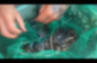 [🆕🇻🇳] Buffet KingHouse Seafood Cần Thơ 🍔 Top1Food  🍜 𝐁𝐔𝐅𝐅𝐄𝐓 𝐇Ả𝐈 𝐒Ả𝐍 𝐓Ự 𝐂𝐇Ọ𝐍  – 𝐇Ả𝐈 𝐒Ả𝐍 𝐓ƯƠ𝐈 𝐒Ố𝐍𝐆 – 𝐆𝐈Á 𝐑Ẻ 𝐁Ì𝐍𝐇 𝐃Â𝐍
——————————————
TÍN ĐỒ MÊ HẢI SẢN TẠI CẦN THƠ  –
ＴＩＮ ĐƯỢＣ ＫＨÔＮＧ ? , shares-0✔️ , likes-14❤️️ , date-2025-03-12 19:01:30🇻🇳🇻🇳🇻🇳📰🆕