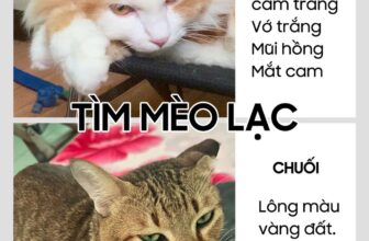 [🆕🇻🇳] Quynh Le Pet Spa  🐶🦜 Top1Pets 🐱🐠 Update kiếm đc 2 anh em rồi ạ
Báo cha báo mẹ, báo luôn chủ Spa ạ
2 anh em dắt nhau đi chơi đến giờ vẫn chưa thấy về
Kính mong cô chú anh chị để ý giúp gia  , shares-0✔️ , likes-5❤️️ , date-2025-03-10 03:09:35🐶🐱🇻🇳🇻🇳🇻🇳📰🆕