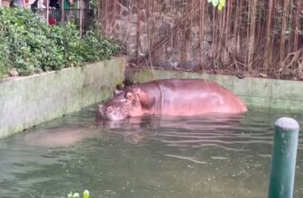 [🆕🇻🇳] Thảo Cầm Viên – Sài gòn Zoo & Botanical Gardens ♥️️ Top1Checkin ☑  NẾU BẠN THẤY CUỘC SỐNG QUÁ ÁP LỰC THÌ HÃY NGHĨ VỀ HÀ MÃ…
Thượng đế sáng tạo ra hà mã xong chắc cũng phải cười nửa ngày rồi mới thả vào tự nhiên
Da của hà , shares-0✔️ , likes-15K❤️️ , date-2025-03-12 16:21:02🇻🇳🇻🇳🇻🇳📰🆕