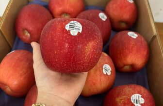 [🆕🇻🇳] TH Fruit – Chuyên Trái Cây Nhập Khẩu Cao Cấp 🍔 Top1Food  🍜  𝐓𝐀́𝐎 𝐊𝐄̣𝐎 𝐄𝐕𝐄𝐑𝐂𝐑𝐈𝐒𝐏 𝐌𝐘̃ – 𝐒𝐈𝐄̂𝐔 𝐍𝐆𝐎̣𝐓, 𝐆𝐈𝐎̀𝐍 𝐑𝐔̣𝐌, 𝐍𝐆𝐎𝐍 𝐍𝐇𝐔̛ 𝐊𝐄̣𝐎 !
Bạn đã từng ăn loại táo nào giòn tan như snack, ngọt như kẹo nhưng vẫn tươi mọng nước , shares-0✔️ , likes-3❤️️ , date-2025-03-15 23:31:00🇻🇳🇻🇳🇻🇳📰🆕