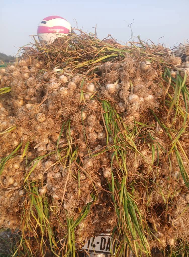 [🆕🇻🇳] BẾP CÔ LUYẾN – Đặc Sản Quảng Ngãi 🍔 Top1Food  🍜 Hôm Nay được trời nắng phơi Tỏi Đỡ vật vả như mấy hôm. Phơi Ra Cứ Lo Canh ông trời mưa Chạy Sút Quần ạ
 , shares-0✔️ , likes-6❤️️ , date-2025-03-13 21:35:06🇻🇳🇻🇳🇻🇳📰🆕