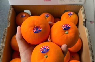 [🆕🇻🇳] Trái Cây Nhập Khẩu Đường Bay – Cửa hàng rau quả 🍔 Top1Food  🍜 Quýt 2PH em về lô mới tươi ngon lắm nha cả nhà #320k/thùng 4kgTrái rất tươi- cứng trái- ngọt thơm ngon.…Đây là vị bên em ăn thử và miêu tả. Khuyến  , shares-0✔️ , likes-2❤️️ , date-2025-03-10 16:22:55🇻🇳🇻🇳🇻🇳📰🆕