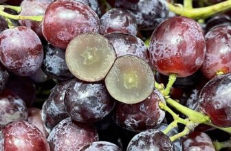 [🆕🇻🇳] TH Fruit – Chuyên Trái Cây Nhập Khẩu Cao Cấp 🍔 Top1Food  🍜  NHO KẸO MỸ – NGỌT LỊM NHƯ KẸO, GIÒN TAN SƯỚNG MIỆNG!Bạn đã bao giờ ăn một loại nho mà ngọt như viên kẹo, giòn tan khi cắn, thơm lừng như mùi vani chưa?  , shares-0✔️ , likes-3❤️️ , date-2025-03-18 22:17:06🇻🇳🇻🇳🇻🇳📰🆕