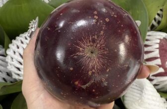 [🆕🇻🇳] Hương Thảo food and Fruits – Cửa hàng thực phẩm tự nhiên 🍔 Top1Food  🍜 Bách thảo hnay nhìn mê thật.
Bao ngọt bao ngon khách ạVÚ SỮA BÁCH THẢO VIP HÀNG CÁI BÈ – TIỀN GIANG  ……CHUẦN SẠCH NHÀ TRỒNG
– vị ngọt thanh, thịt d , shares-0✔️ , likes-0❤️️ , date-2025-03-15 18:20:40🇻🇳🇻🇳🇻🇳📰🆕