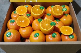 [🆕🇻🇳] Thời Trang Trẻ Em 0 – 6 tuổi Mialy Kids 🧑‍🧒❤️️👶⭐️ Tối công mới về ! Chưa kịp chào đã hết cả công  Tiva
, shares-0✔️ , likes-9❤️️ , date-2025-03-13 17:51:55🇻🇳🇻🇳🇻🇳📰🆕