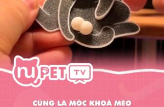 [🆕🇻🇳] Nu Pet – Yêu Thú Cưng 🐶🦜 Top1Pets 🐱🐠 Lúc đầu nhìn tưởng đám mây với mặt trăng không ak#cats #mèo #catloversclub #nupet #kitty , shares-0✔️ , likes-0❤️️ , date-2025-03-13 22:34:23🐶🐱🇻🇳🇻🇳🇻🇳📰🆕