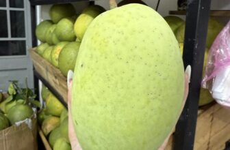 [🆕🇻🇳] Hương Thảo food and Fruits – Cửa hàng thực phẩm tự nhiên 🍔 Top1Food  🍜  XOÀI CÁT HÒA LỘC VIP SIZE 6 7 800G/TRÁI
– 105K/KY
– COMBO 5KY : 500K
, shares-0✔️ , likes-0❤️️ , date-2025-03-12 01:39:03🇻🇳🇻🇳🇻🇳📰🆕