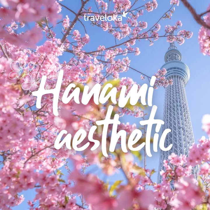 [✈🇻🇳] Traveloka Vietnam – Sống Trải Nghiệm ✈ Top1Travel 🌏 – Hanami (động từ): Dã ngoại ngắm hoa anh đào, hòa mình vào vẻ đẹp của mùa xu …