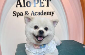 [🆕🇻🇳] Alo Pet – Mỹ Tho 🐶🦜 Top1Pets 🐱🐠 Em bé Lu, khách spa từ hồi mới khai trương tới nay
Rất trân trọng luôn ạ!
, shares-0✔️ , likes-4❤️️ , date-2025-03-11 01:34:02🐶🐱🇻🇳🇻🇳🇻🇳📰🆕